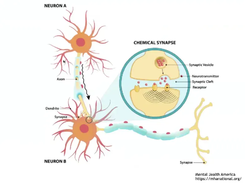Esquema de dos neuronas conectadas por una sinapsis química, con el detalle de la vesícula, los neurotransmisores y el receptor